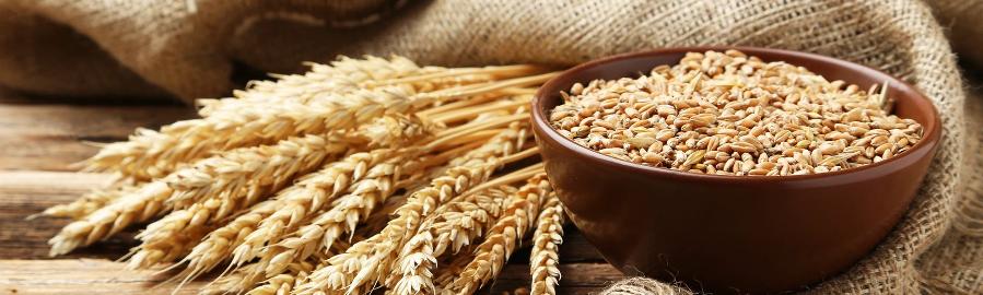 Du blé bio de qualité supérieure, indispensable pour faire de bonnes pâtes