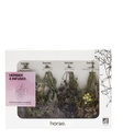 Coffret 8 bouquets de fleurs à infuser en tasse X6 Horae